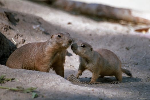 Prairie dogs