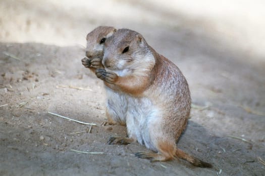 German champions in synchronized nibbling