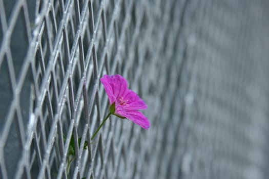 Onlooker