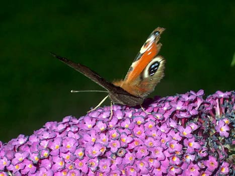 Peacock 2