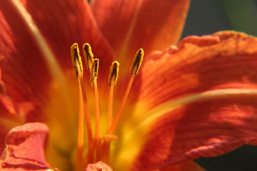 Daylily