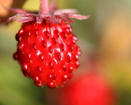 Woodland strawberry
