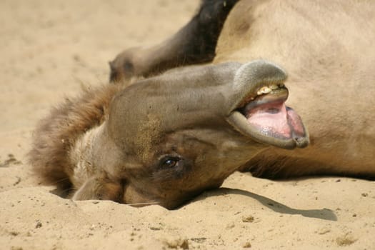 Too hot,even for camels...