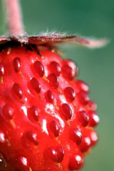 Wild Strawberry II