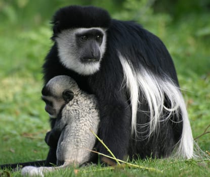 guereza my baby