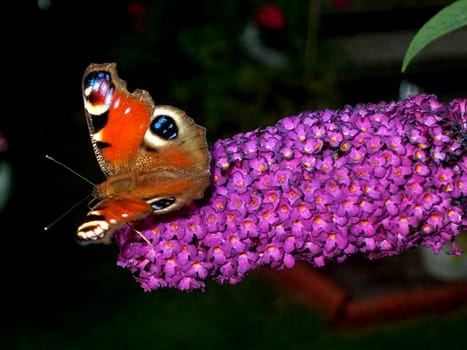 Peacock's eye 5