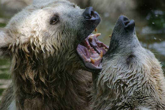 Syrian brown bears