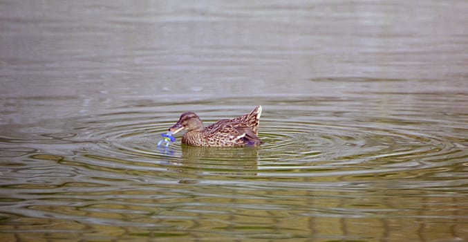 So the duck is a mammal after all... Anyway,this one played and sucked on the pacifier for almost 20 minutes!