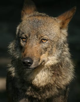Wolf