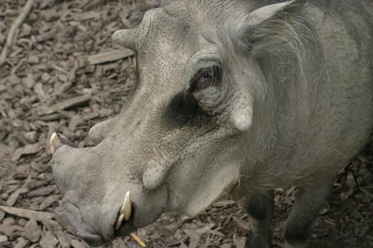 Warthog Portrait