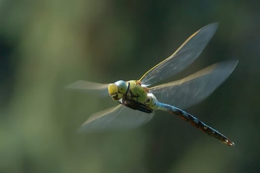 this male dragonfly flew blithely over a small pond and guarded his partner,who was busy laying eggs.  Nikon D70,ISO 320  F/4  1/320sec  180mm,cut-out