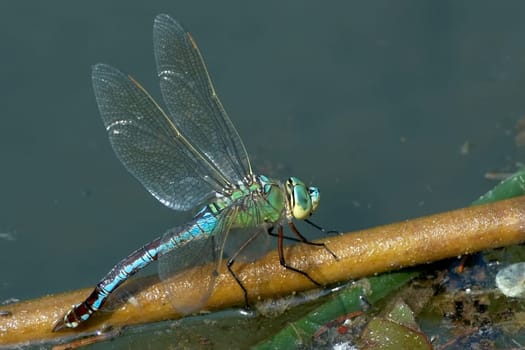For the sake of completeness,here is a picture of the female dragonfly with wings.  Nikon D70,ISO 320  F/4  1/500sec  180mm,cut-out