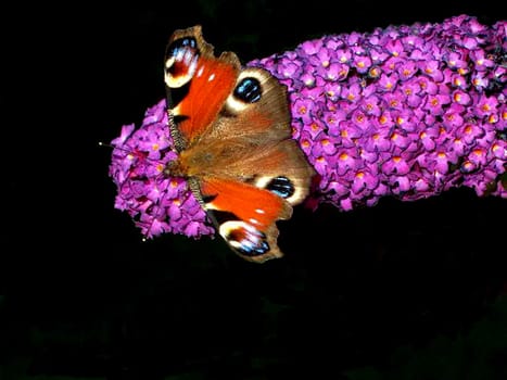Peacock 6