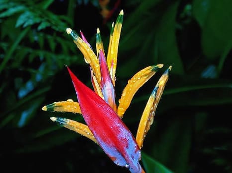 Hawaii Botanical Garden