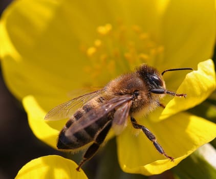 industrious bee