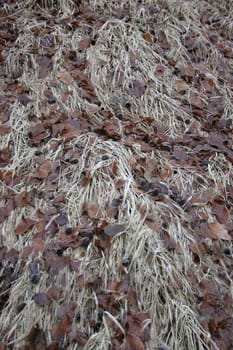 Autumn leaves in the grass