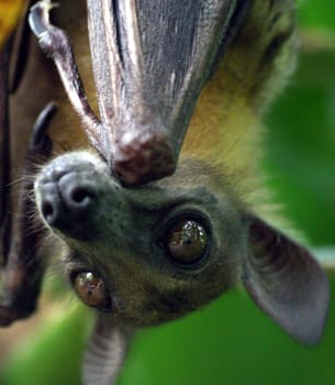 Flying fox