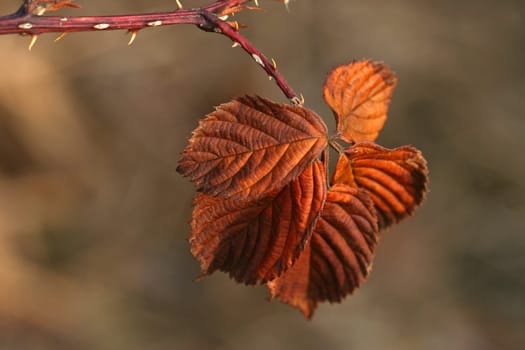 autumnal