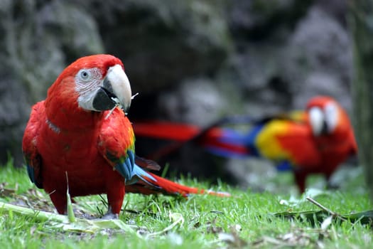 Green-winged Macaw