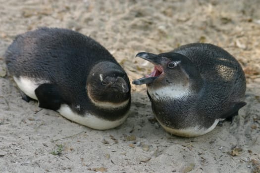 African penguins