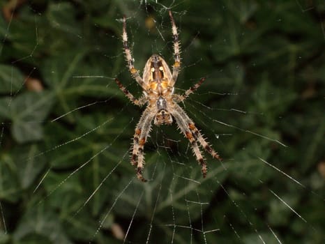 cobweb