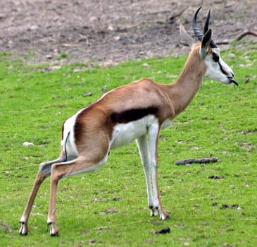 Springbok tongue game