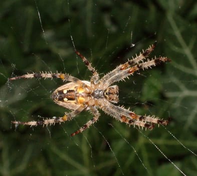 Spider