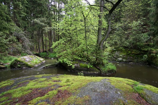 Pure nature (4)