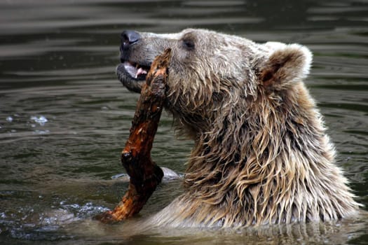 Water Bear