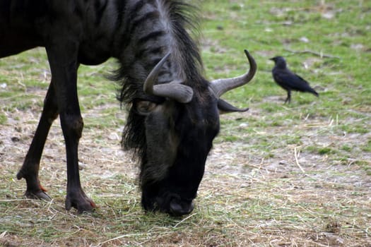 Wildebeest with jackdaw