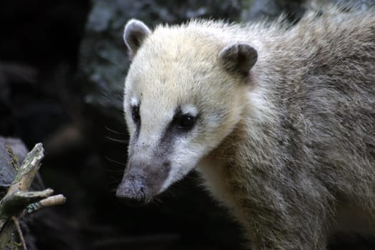 Coati