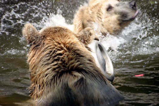 Playing Bears