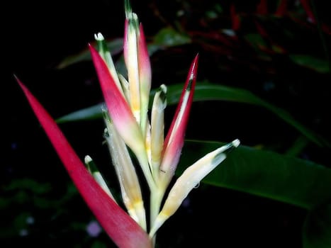 Hawaii Botanical Garden 2