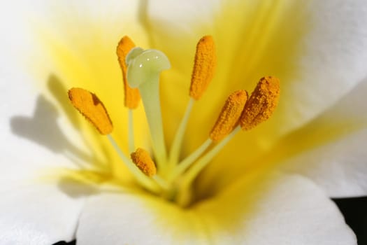 Lily