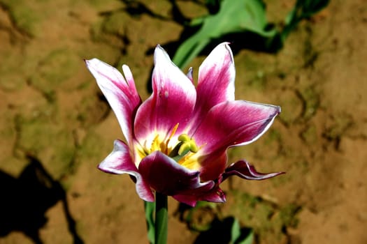 Tulip