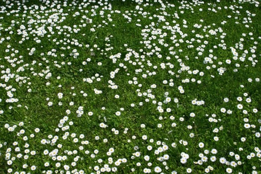 Daisy meadow