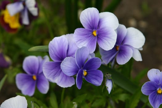 Pansy
