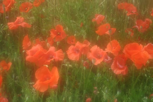 Poppy field