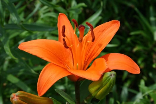 Flowers Bloom
