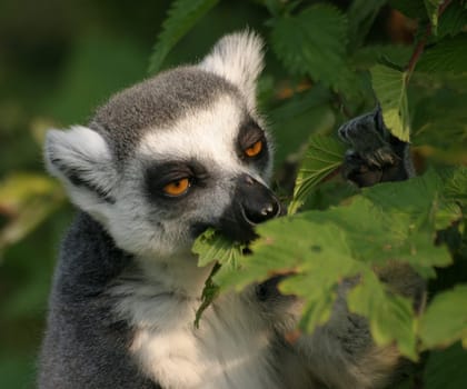 Ring-tailed lemur portrait