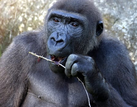 Gorilla Portrait
