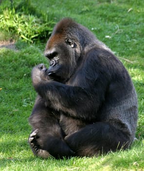 Silverback