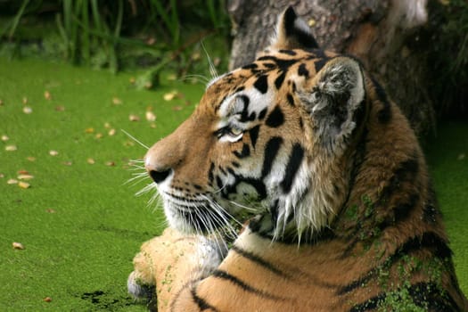 Amur tiger
