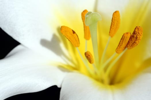 Lily II