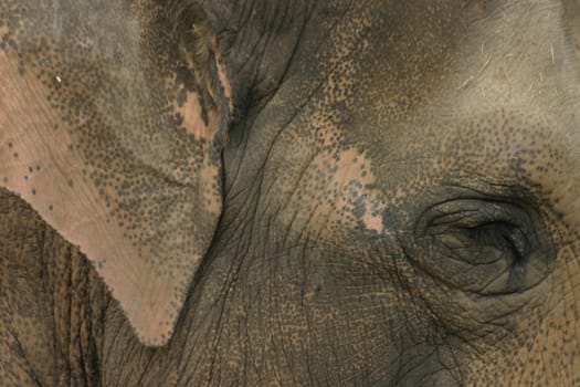 Elephant Portrait