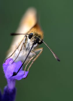 Leckerschlecker