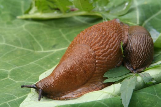 Red snail