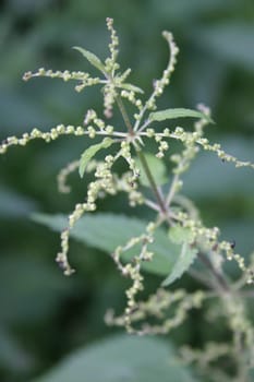 Stinging nettle