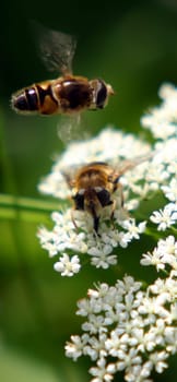Mating dance