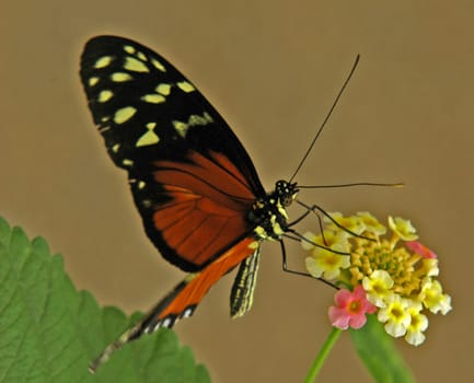 Nikon D70 Focal length 145 mm Aperture f9 Bel. 1/80 sec.